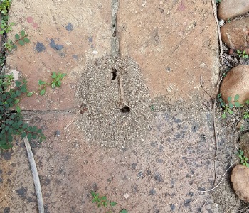 Ant Control Services