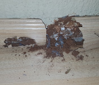 Termite Treatments